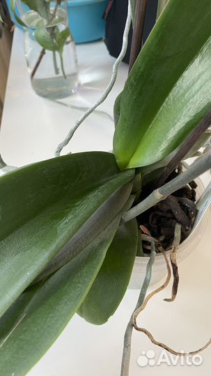 Комнатные цветы: орхидея, шефлера, хлорофитум