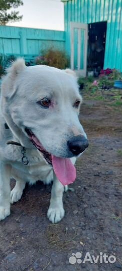 Среднеазиатская овчарка алабай