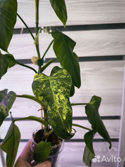 Филодендрон