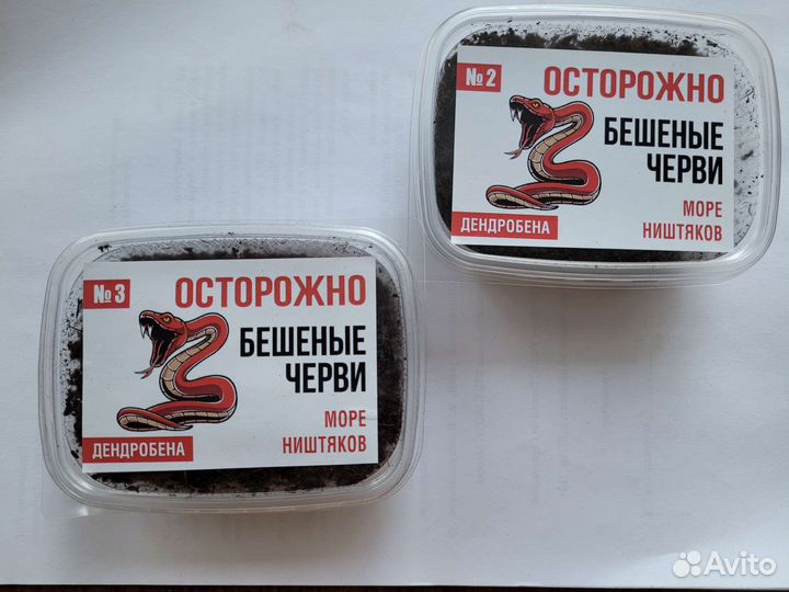 Опарыш, черви, дендра