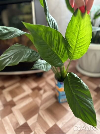 Спатифиллум