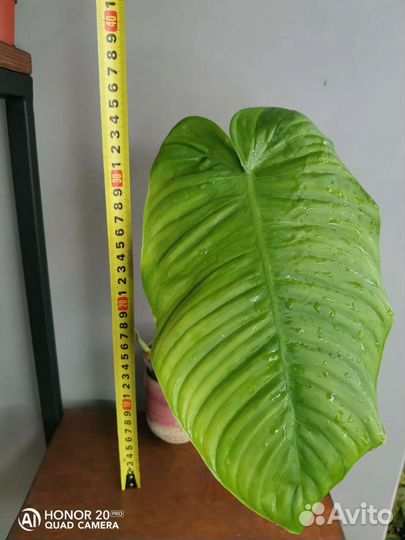 Филодендрон Тенуе широкий лист