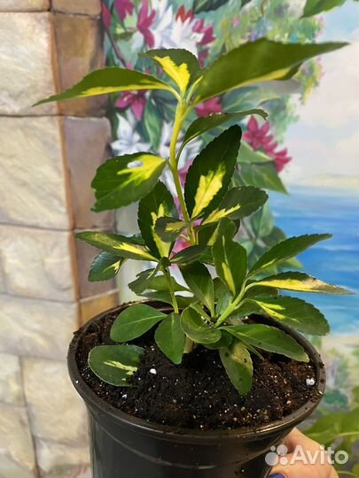 Бересклет Форчуа Санспот