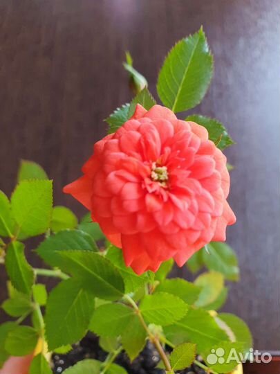 Сортовая комнатная роза