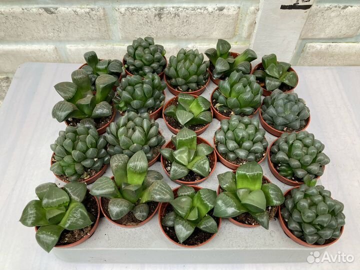 Хавортия купери из питомника растений