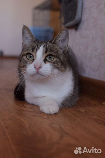 Кошки