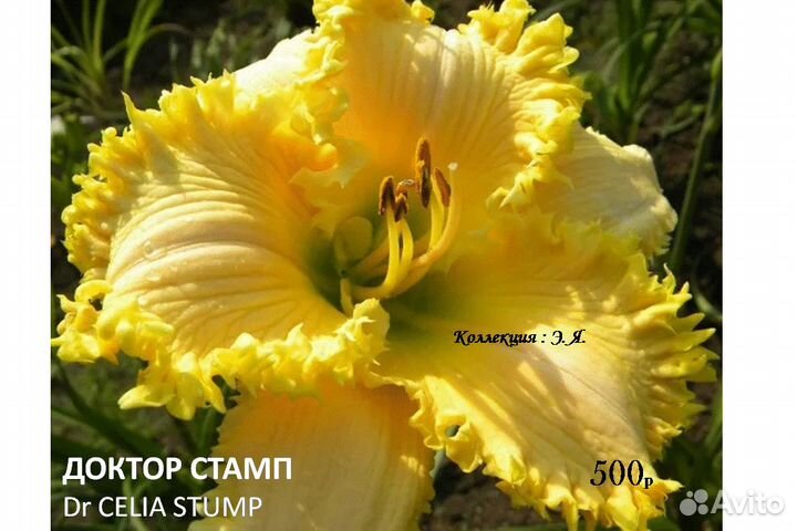 Лилейники Сортовые Дорогие Часть 2 Доставка Почтой