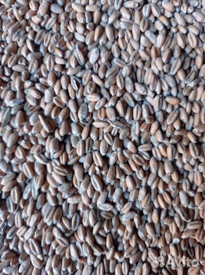 Зерно пшеница