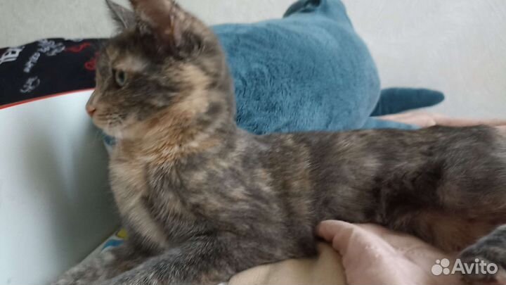 Котенок подросток