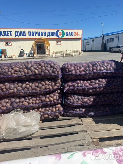 Картошка семенная