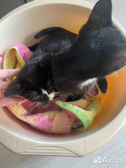 Помогите пристроить малышей