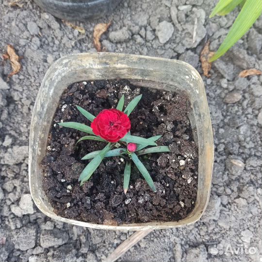 Гвоздика многолетняя