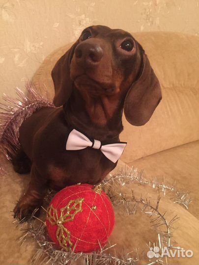 Кобель для вязки. Такса