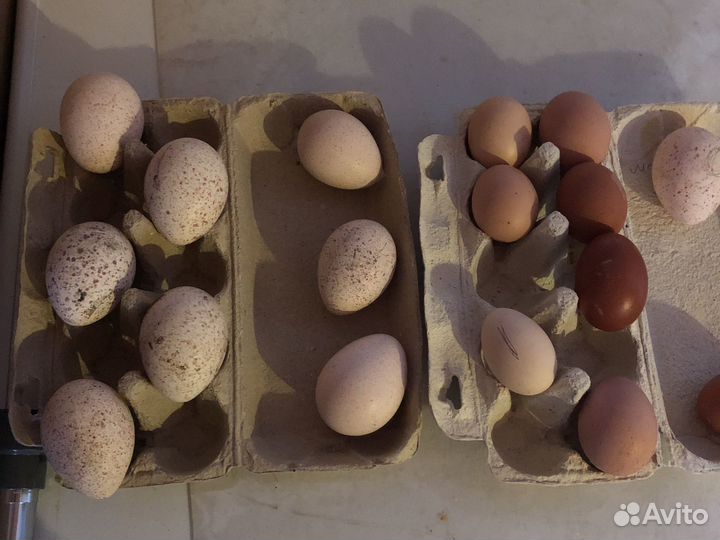 Инкубационное яйцо индюшки