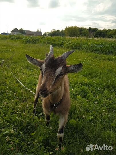 Альпийские козлята