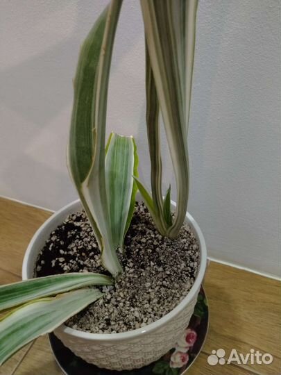 Сансевиерия манолин