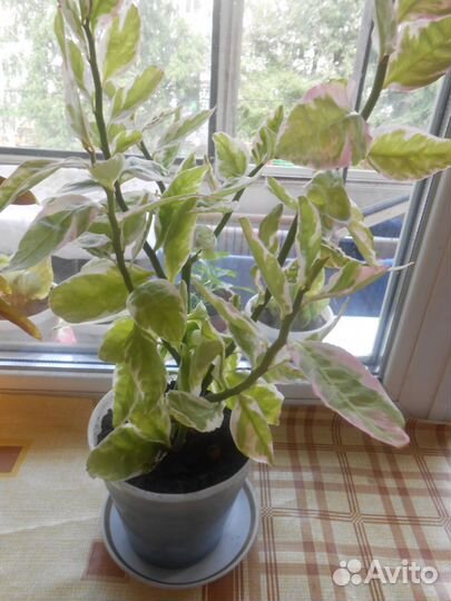 Педилантус