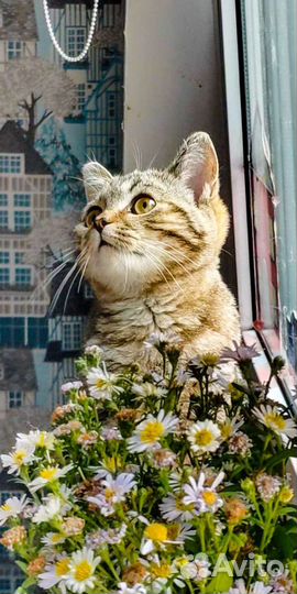 Клубный котик скоттиш-страйт Астин