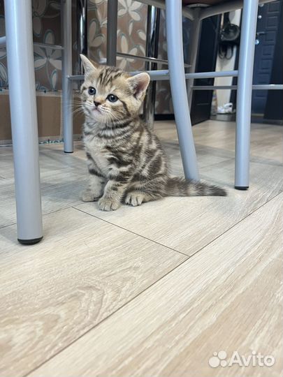 Шотландский вислоухий мальчик