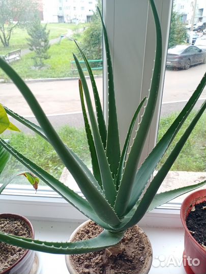 Алоэ вера больше 3 лет