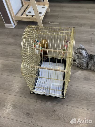 Золотая клетка для птиц