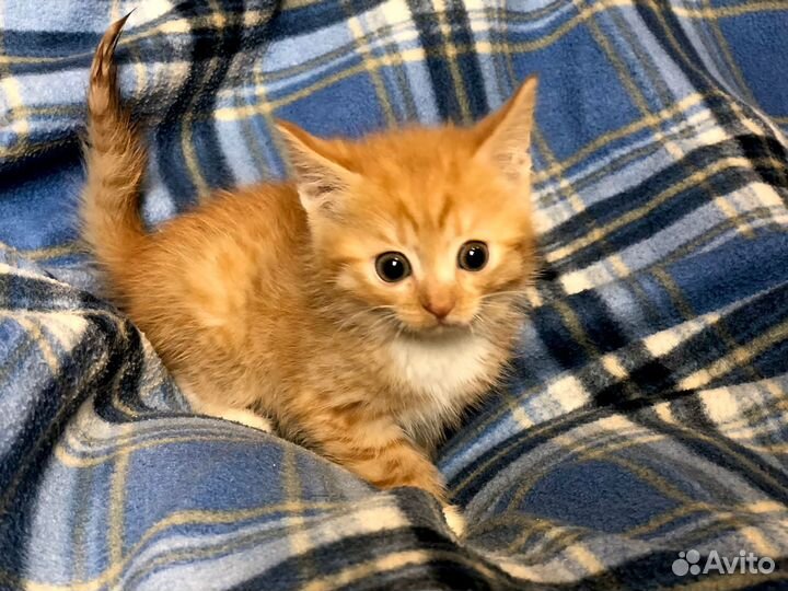 Рыжий котёнок 2 месяца в добрые руки