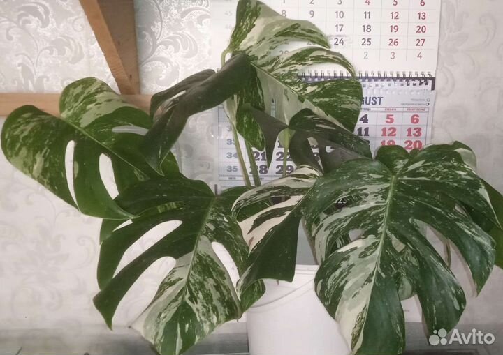 Монстера вариегатная альба