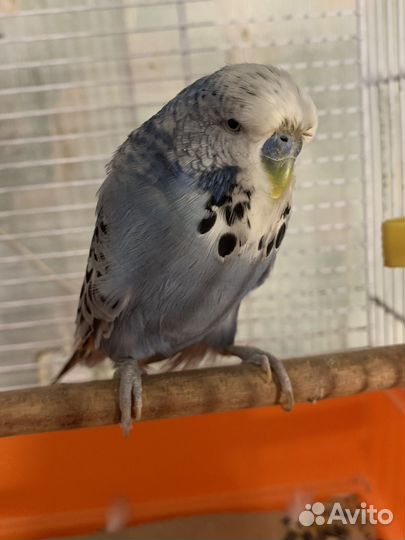 Выставочный попугай(чех)