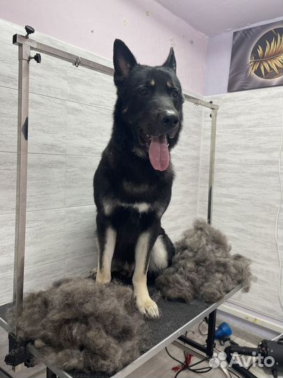 Экспресс линька собак и кошек