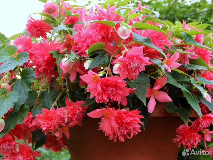 Бегония ампельная