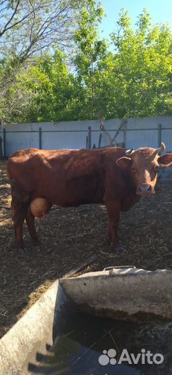 Корова дойная