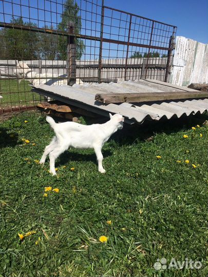 Продам козлят