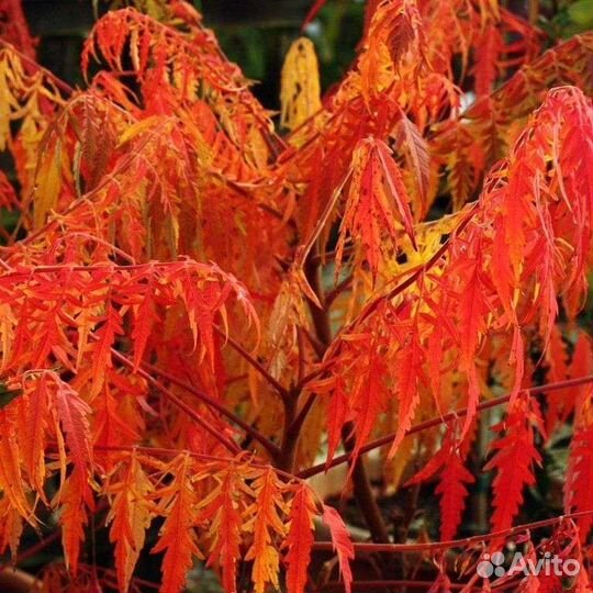 Сумах Тигровый глаз зкс Почта/Сдек