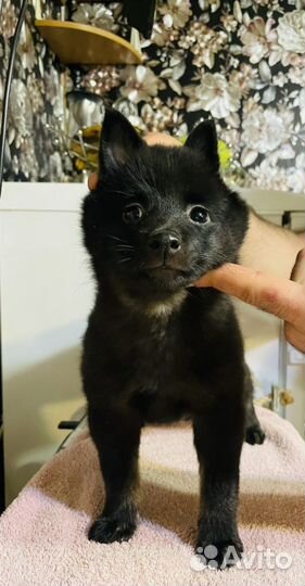 Щенки шипперке