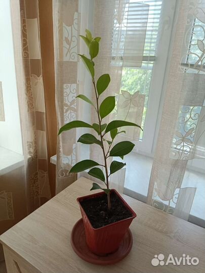 Фикус бенджамина