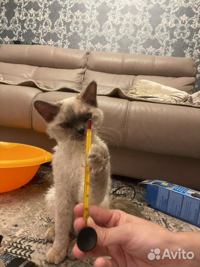 Атрибутика для аквариума