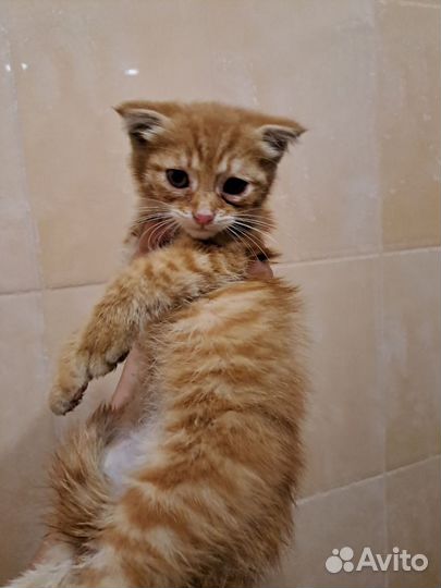 Котенок отдам бесплатно