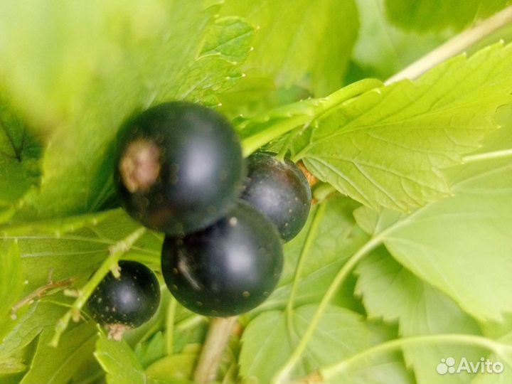 Смородина черная