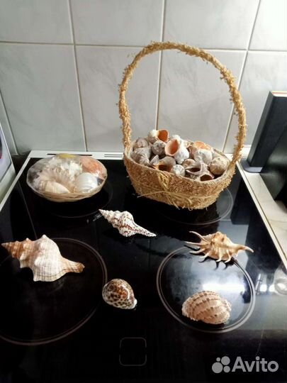 Морские ракушки раковины