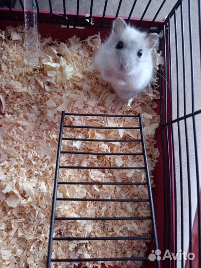 Джунгарский хомяк с клеткой