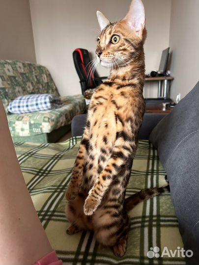 Бенгальский кот