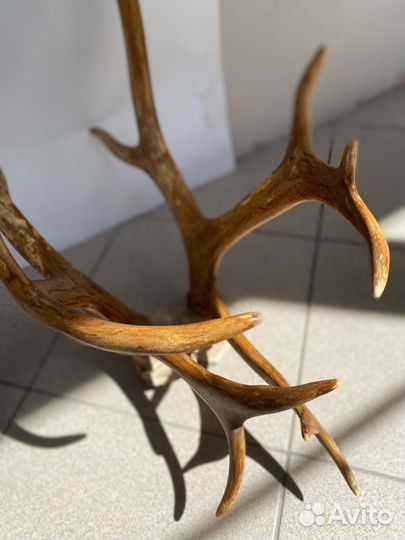 Рога оленя