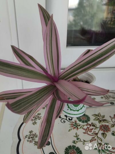 Традесканция рео