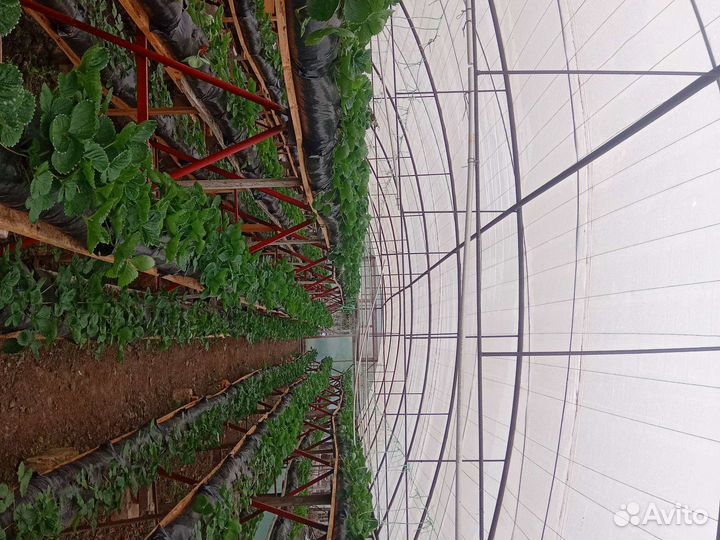 Рассада клубники