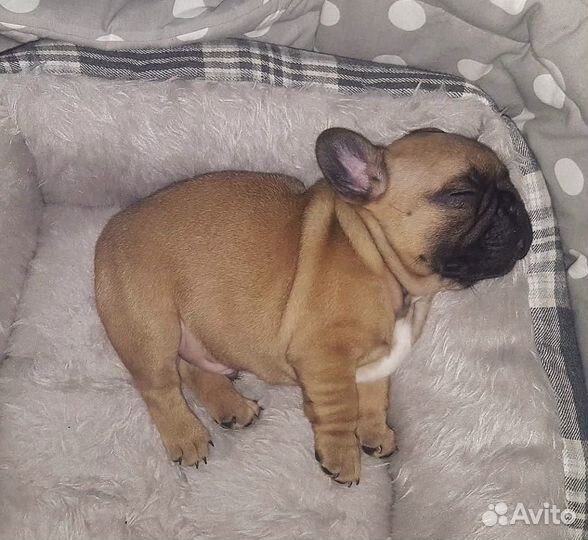 Французский бульдог