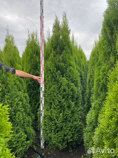 Туя Смарагд живая изгородь и для одиночной посадки