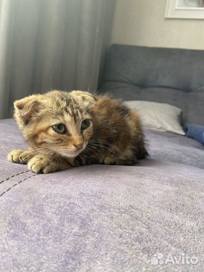 Котенок вислоухий