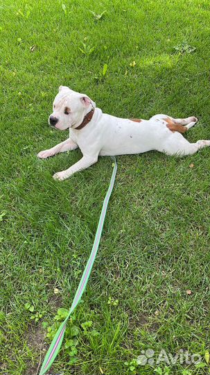 Щенки Стаффорда