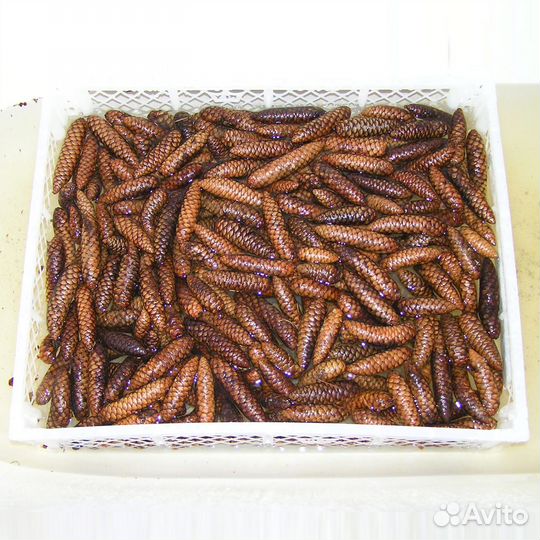 Шишки Еловые для поделок, Новогодних украш. гирлян