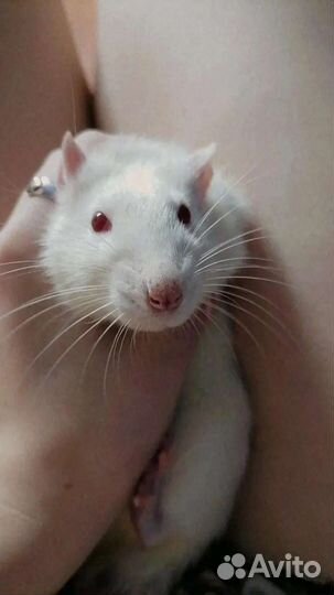 Крыса альбинос с клеткой